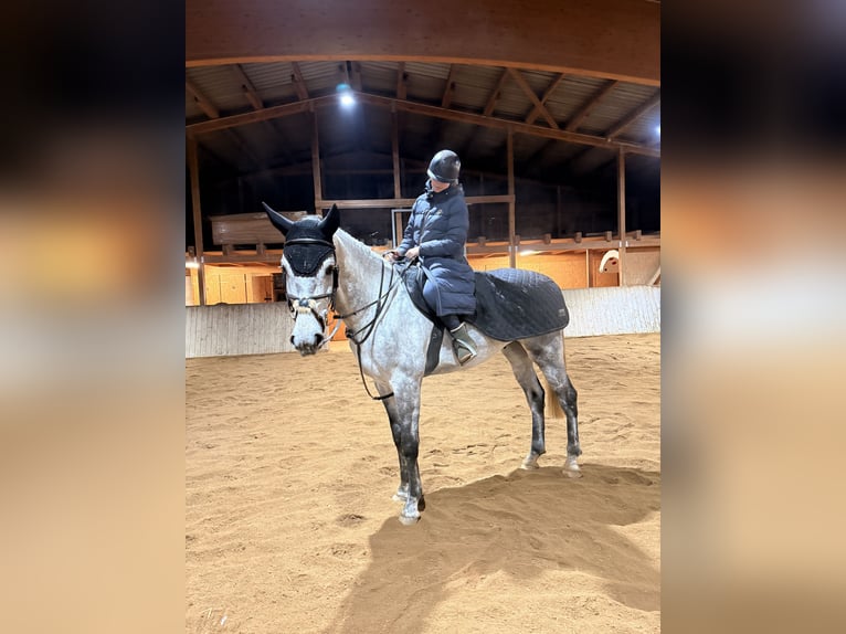 Holstein Gelding 5 years 17 hh Grey in Jenbach