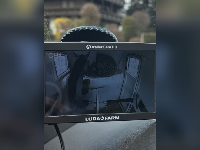 Holstein Gelding 5 years 17 hh Grey in Jenbach