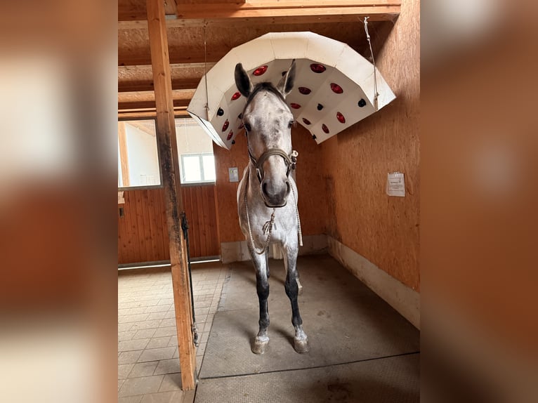 Holstein Gelding 5 years 17 hh Grey in Jenbach