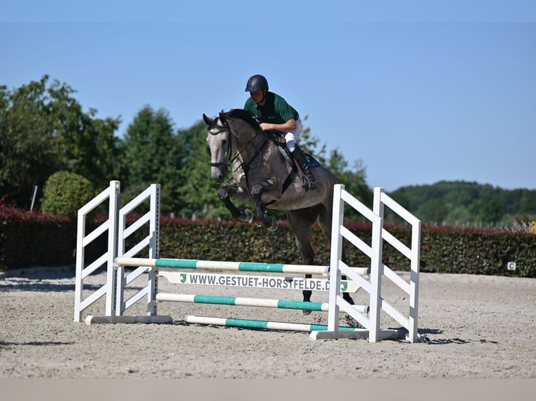 Holstein Gelding 5 years 17 hh Grey in Saalow