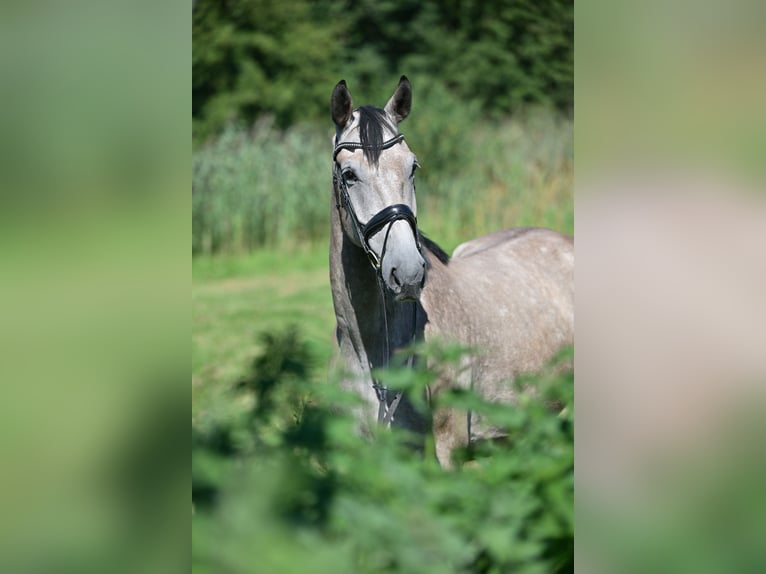 Holstein Gelding 5 years 17 hh Grey in Saalow
