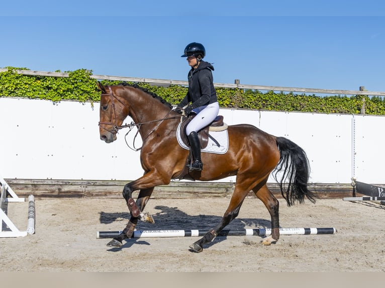 Holstein Gelding 5 years 17,1 hh Brown in Waddinxveen