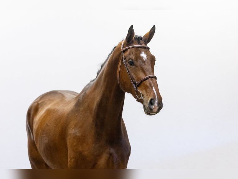 Holstein Gelding 5 years 17,1 hh Brown in Waddinxveen