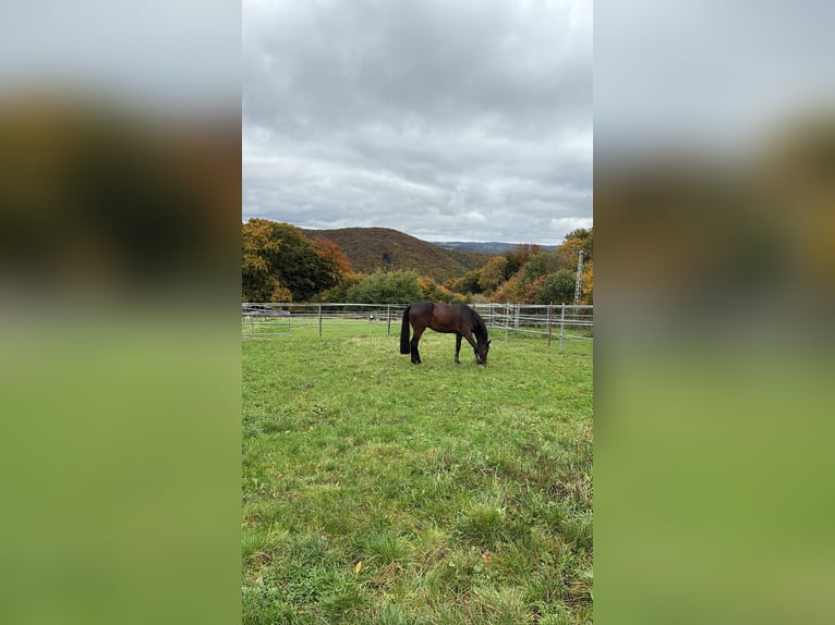 Holstein Gelding 5 years 18,1 hh Bay-Dark in Sankt Katharinen