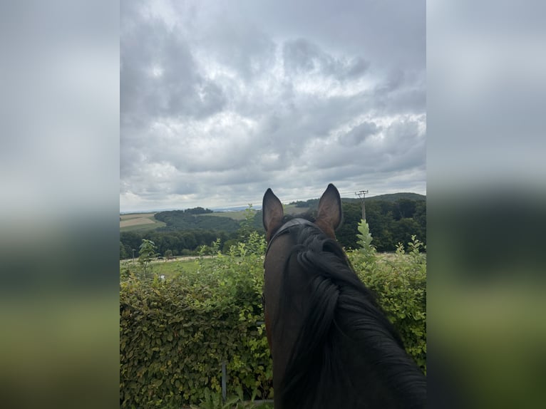 Holstein Gelding 5 years 18,1 hh Bay-Dark in Sankt Katharinen