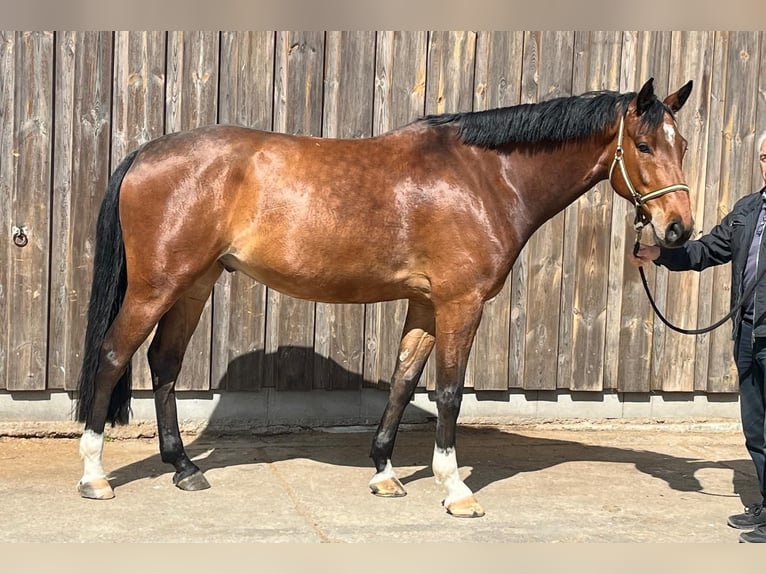 Holstein Gelding 5 years Brown in Butzbach Holstein Gelding 5 years Brown in Butzbach