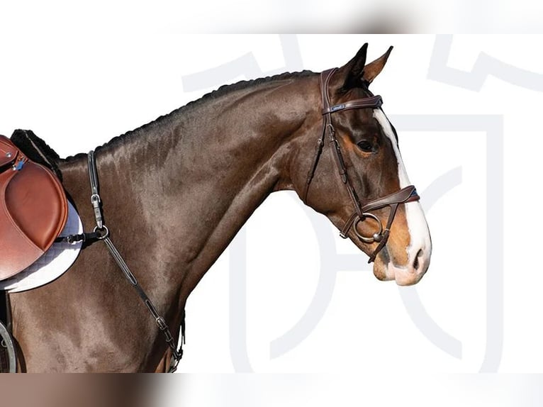 Holstein Gelding 5 years Brown in Elmshorn