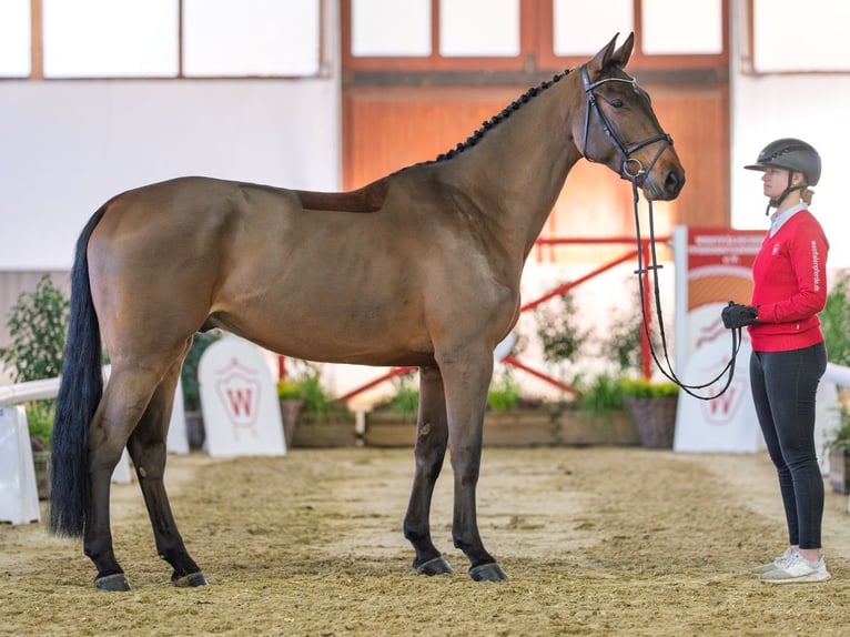 Holstein Gelding 5 years Brown in Münster-Handorf