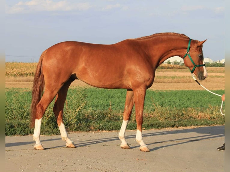 Holstein Gelding 5 years Chestnut in Kecskemet