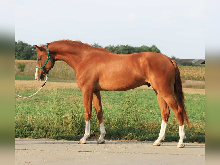 Holstein Gelding 5 years Chestnut in Kecskemet