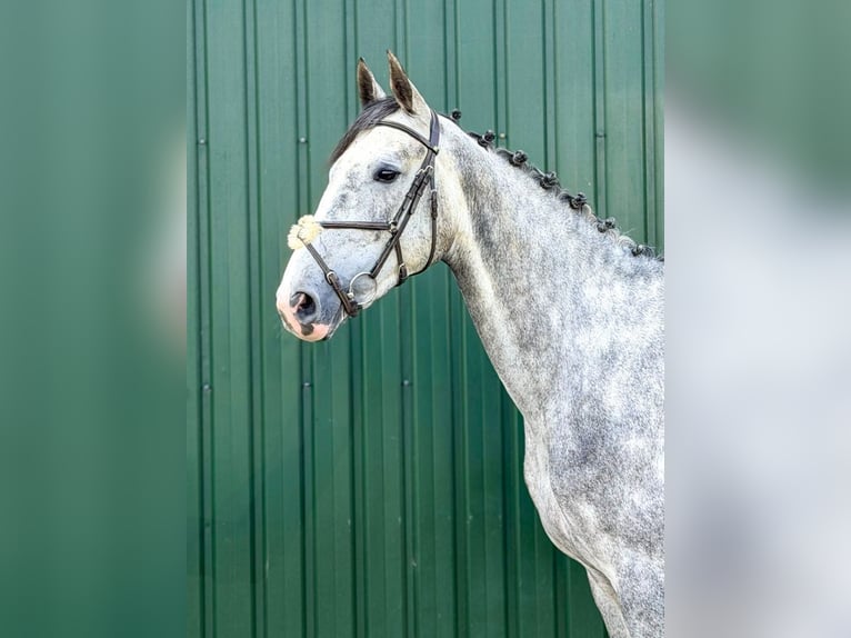 Holstein Gelding 5 years Grey in Tönisvorst