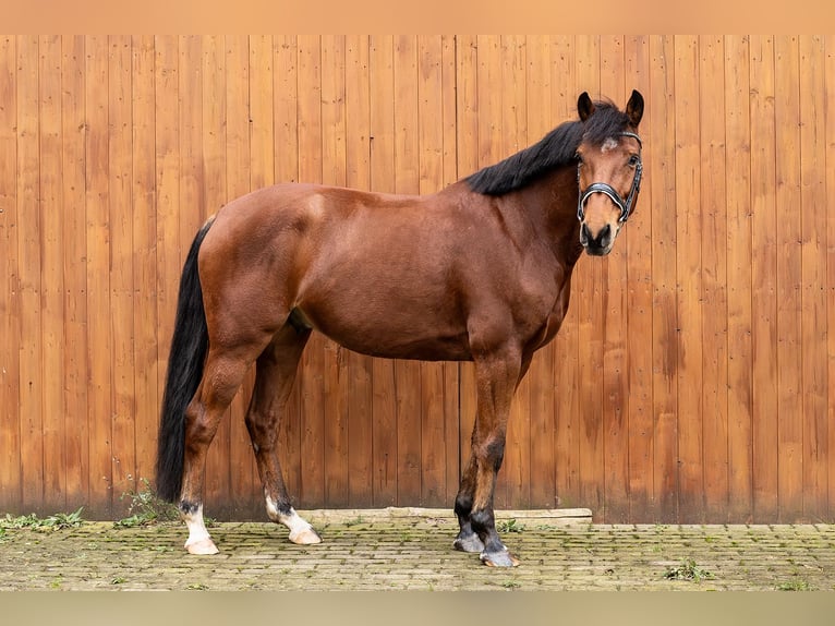 Holstein Gelding 6 years 15,1 hh Brown in Ballenstedt