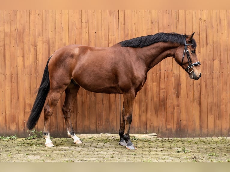 Holstein Gelding 6 years 15,1 hh Brown in Ballenstedt