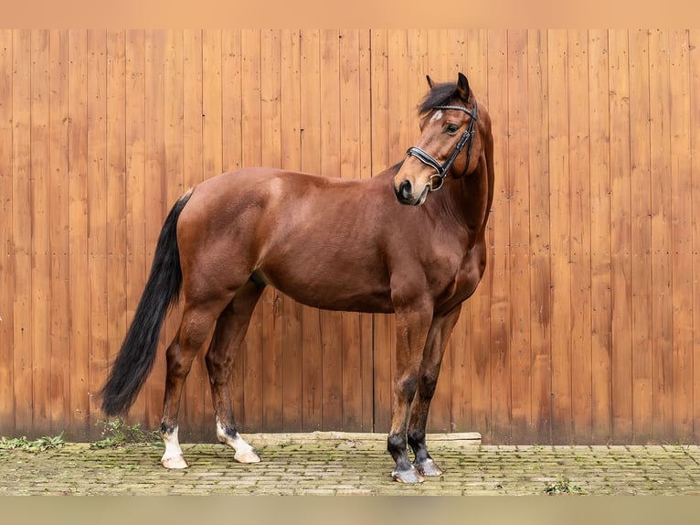 Holstein Gelding 6 years 15,1 hh Brown in Ballenstedt