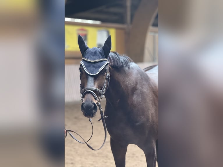 Holstein Gelding 6 years 15,3 hh Brown in Schenklengsfeld