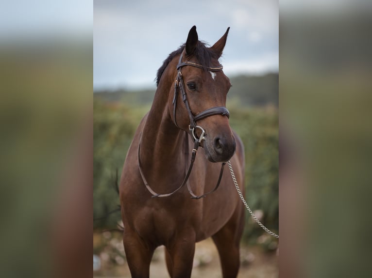 Holstein Gelding 6 years 16,1 hh Bay-Dark in Einbeck