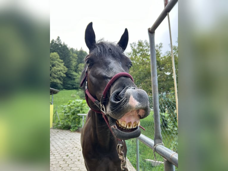 Holstein Mix Gelding 6 years 16,1 hh Bay-Dark in Velenje