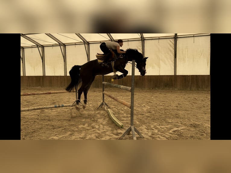 Holstein Mix Gelding 6 years 16,1 hh Bay-Dark in Velenje