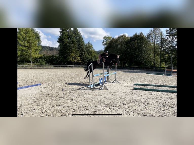 Holstein Mix Gelding 6 years 16,1 hh Bay-Dark in Velenje