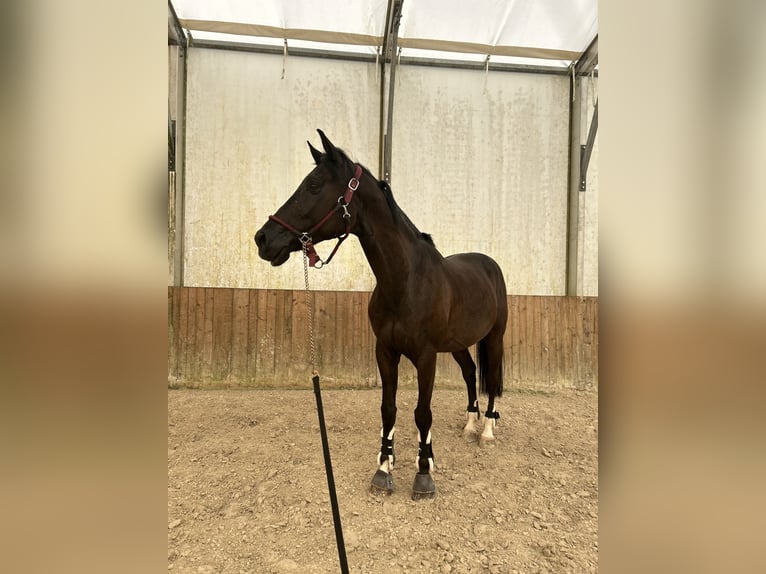 Holstein Mix Gelding 6 years 16,1 hh Bay-Dark in Velenje