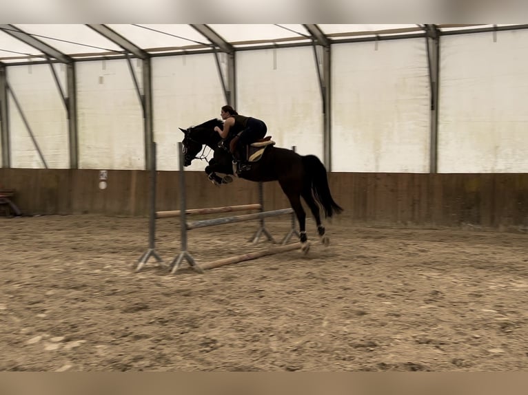 Holstein Mix Gelding 6 years 16,1 hh Bay-Dark in Velenje