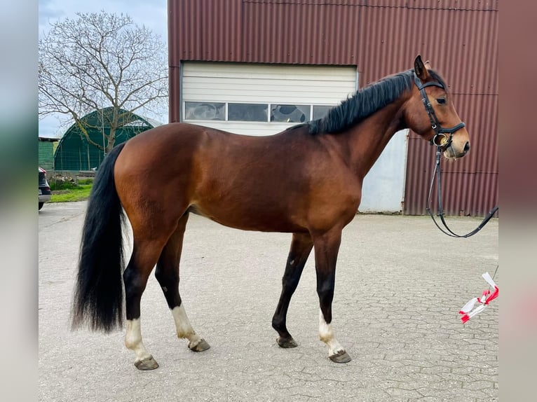 Holstein Gelding 6 years 16,1 hh Brown in Jork