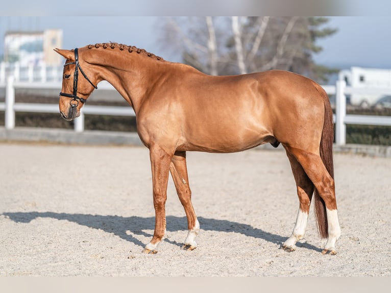 Holstein Gelding 6 years 16.1 hh Chestnut in Zduchovice
