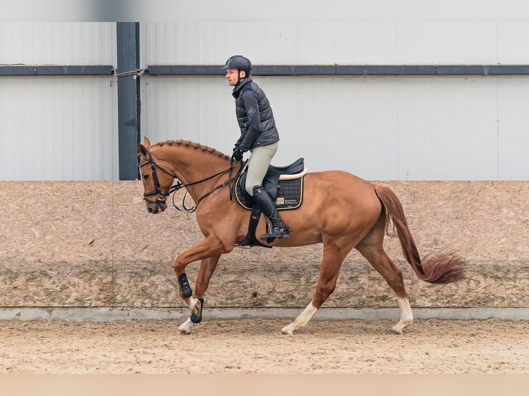 Holstein Gelding 6 years 16.1 hh Chestnut in Zduchovice