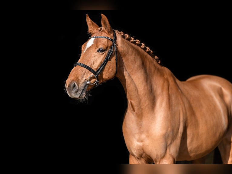 Holstein Gelding 6 years 16.1 hh Chestnut in Zduchovice