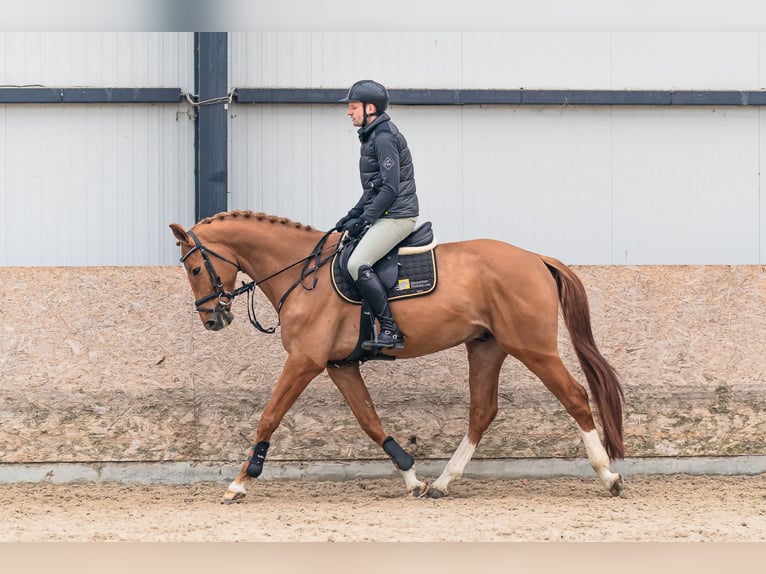 Holstein Gelding 6 years 16.1 hh Chestnut in Zduchovice