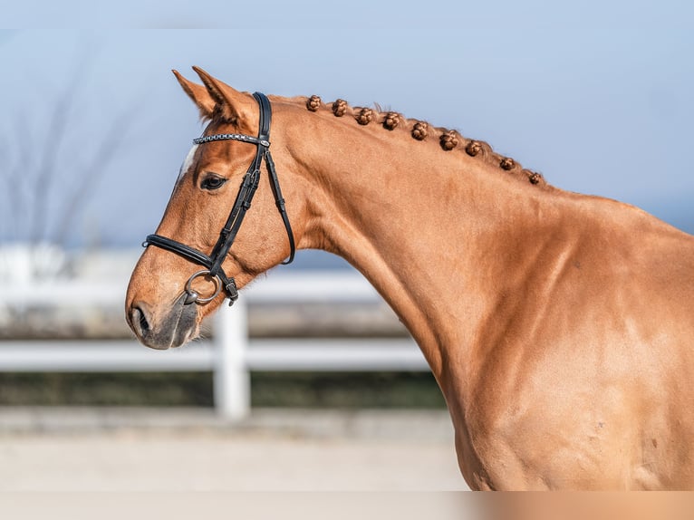 Holstein Gelding 6 years 16.1 hh Chestnut in Zduchovice
