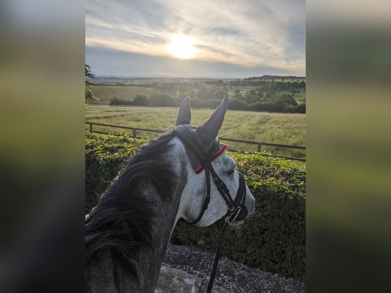 Holstein Gelding 6 years 16,1 hh Gray-Dapple in Donaueschingen