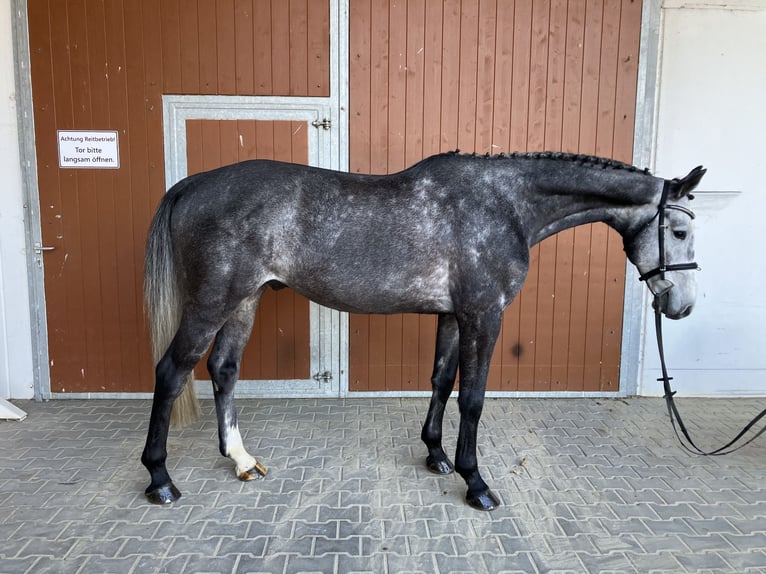 Holstein Gelding 6 years 16,1 hh Gray-Dapple in Penig