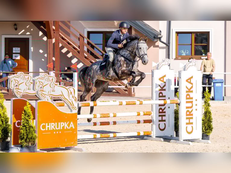 Holstein Gelding 6 years 16.1 hh Grey-Dapple in Wąwał