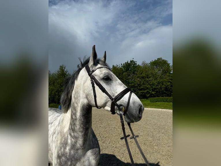 Holstein Gelding 6 years 16.1 hh Grey in Schulendorf