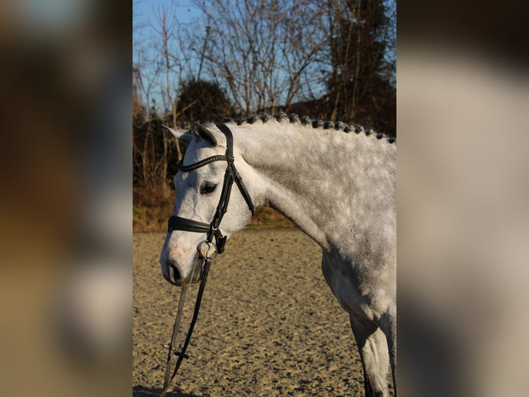 Holstein Gelding 6 years 16.1 hh Grey in Schulendorf