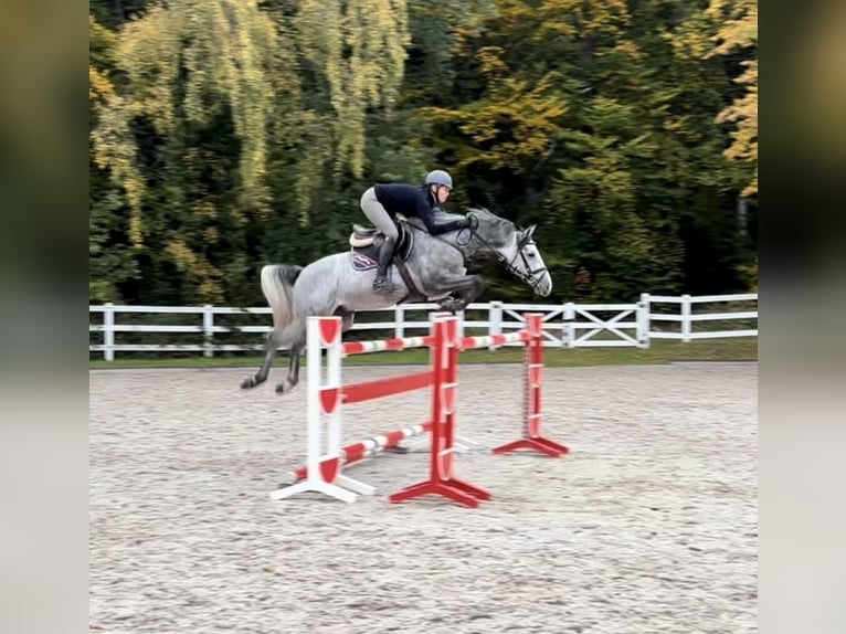 Holstein Gelding 6 years 16.1 hh Grey in Schulendorf