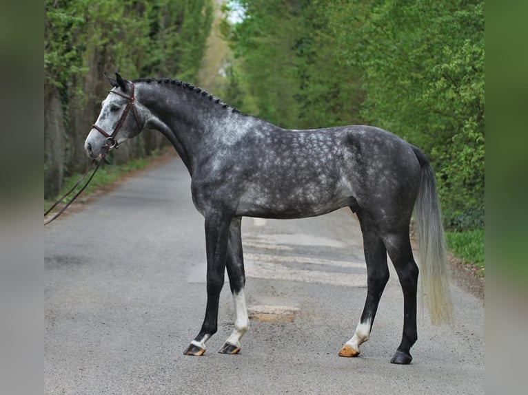 Holstein Gelding 6 years 16.1 hh Grey in Budapest