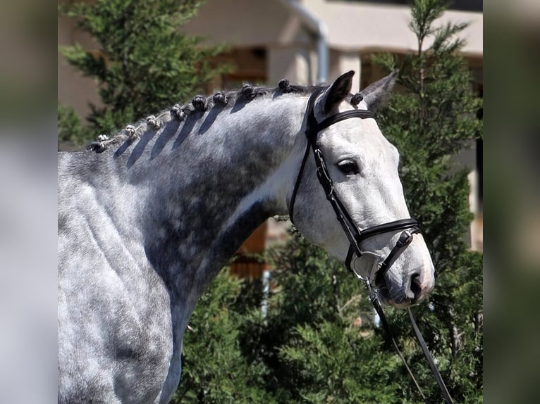 Holstein Gelding 6 years 16.1 hh Grey in Békésszentandrás