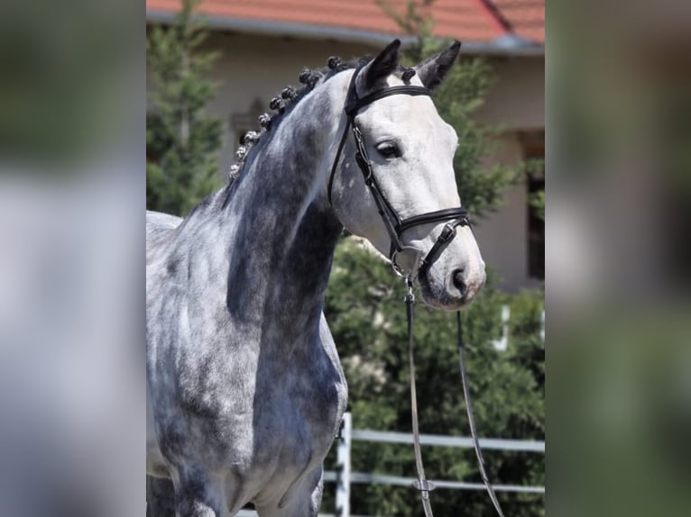 Holstein Gelding 6 years 16.1 hh Grey in Békésszentandrás