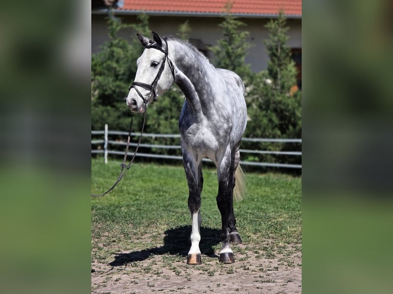 Holstein Gelding 6 years 16.1 hh Grey in Békésszentandrás