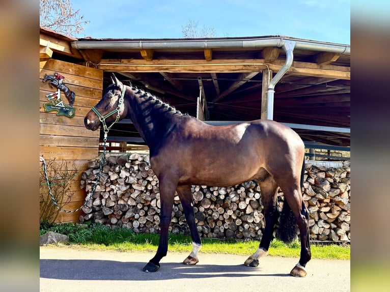 Holstein Gelding 6 years 16.1 hh Smoky-Black in Sangerhausen