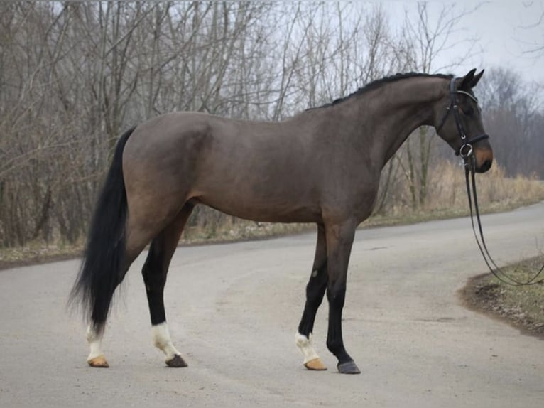 Holstein Gelding 6 years 16,2 hh Bay-Dark in Wikon