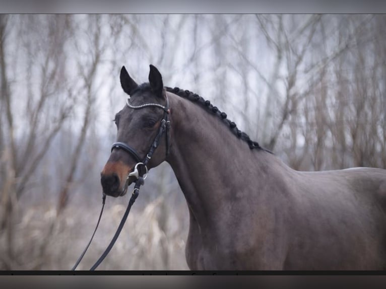 Holstein Gelding 6 years 16,2 hh Bay-Dark in Wikon