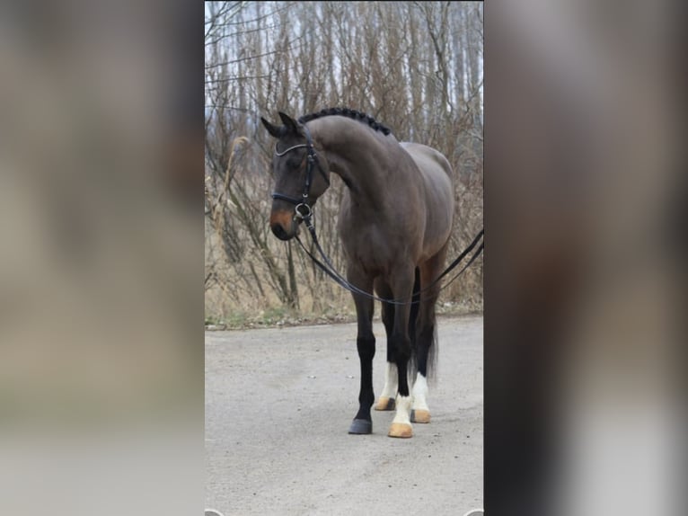 Holstein Gelding 6 years 16,2 hh Bay-Dark in Wikon