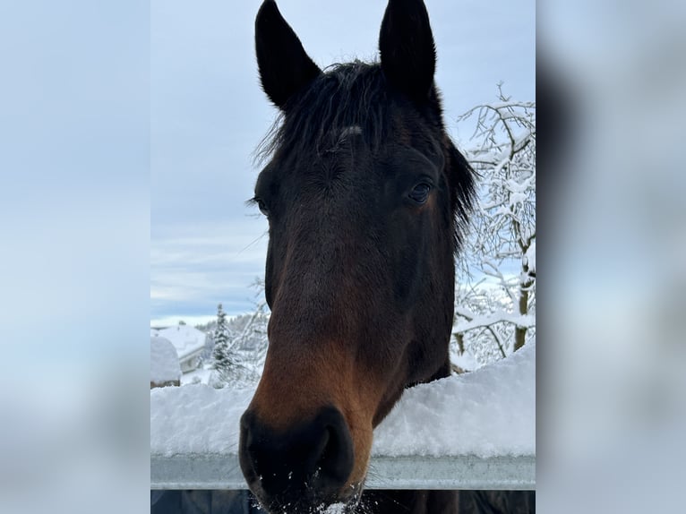 Holstein Gelding 6 years 16,2 hh Bay-Dark in Wikon