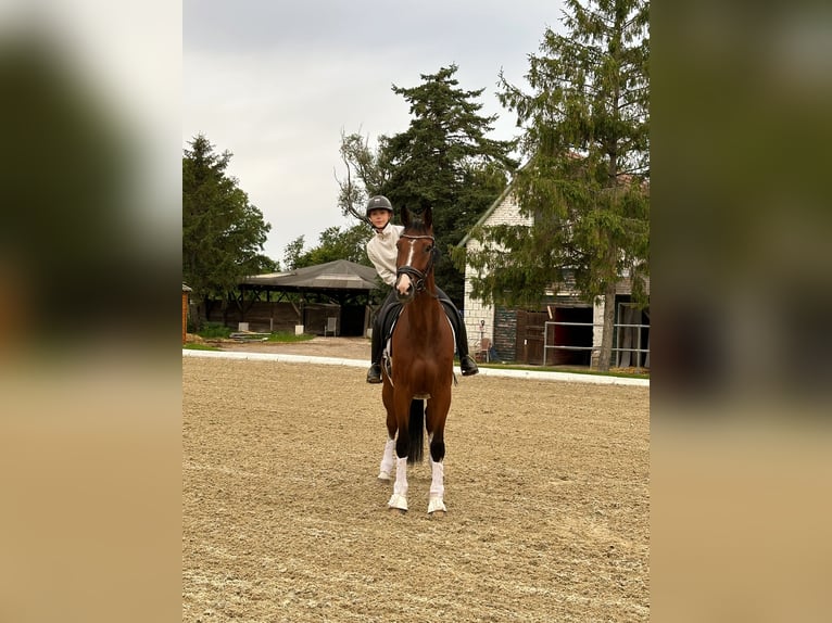 Holstein Gelding 6 years 16,2 hh Brown in Antau / Otava