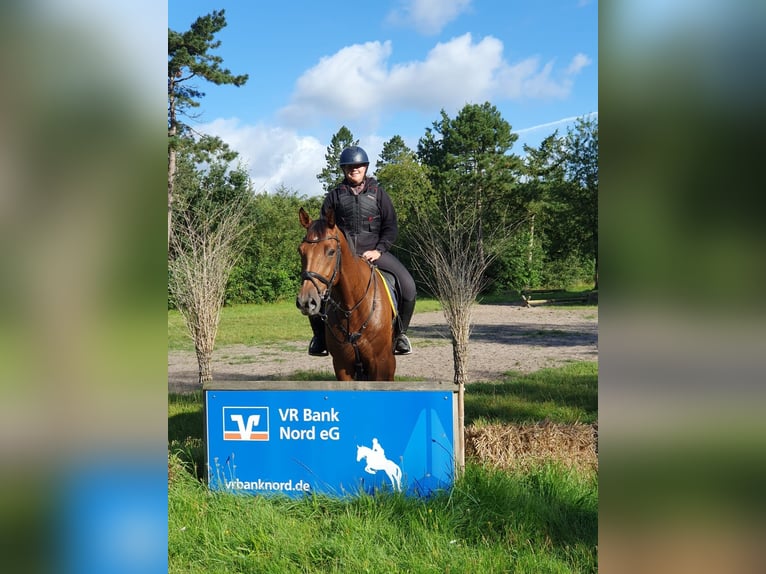 Holstein Gelding 6 years 16,2 hh Brown in Löwenstedt