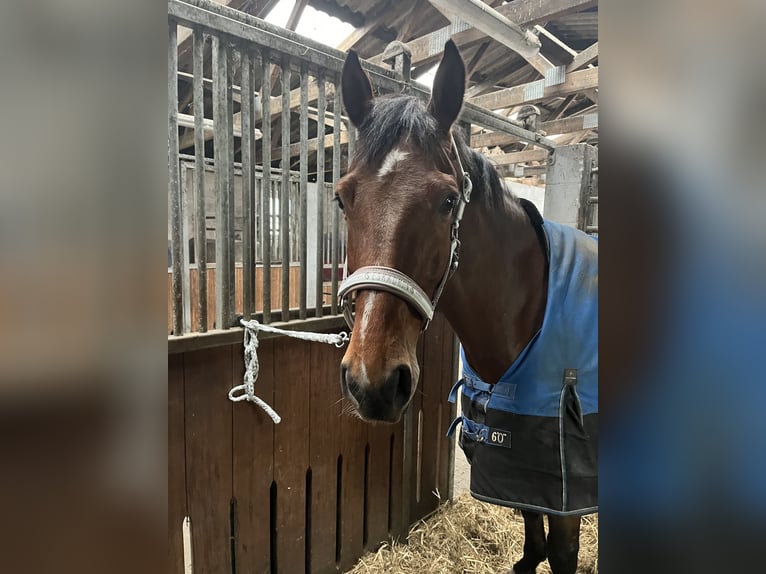 Holstein Gelding 6 years 16,2 hh Brown in Löwenstedt