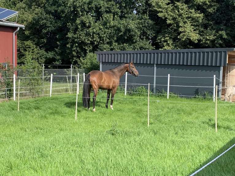 Holstein Gelding 6 years 16.2 hh Brown in Esterwegen